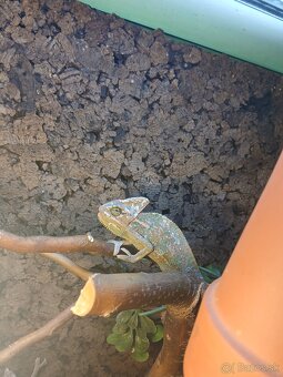 Chameleon jemensky - 5