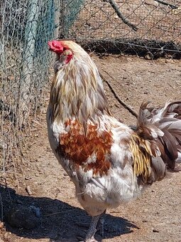 Kohúti paduan tricolor, ameraucana, hedemora - 5