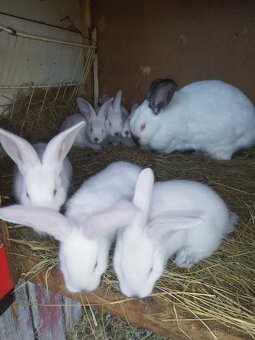 Predávam samicu hila s mladými zajčíkamiy - 5