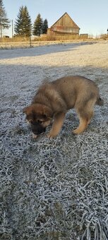 Darujem psyky nemecky ovciak-križene - 5