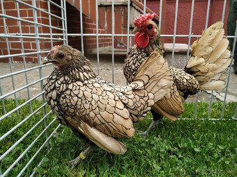 Zdrobnelá hempširka, sebritka - 5