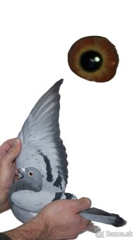 Poštové holuby - 5