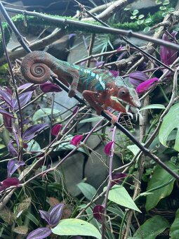 Chameleon pardalis - 5