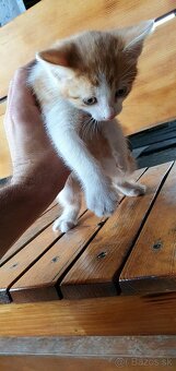 Mačiatka, mačiatko, mačky, mačka - 5