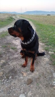Rottweiler, rotvajler - 5