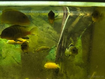 Predám 240 l akvárium - 5