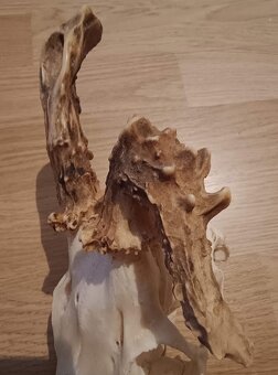 Trofej trofeje parohy parožie zhody.,. - 5