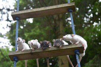 Potkan, potkaníci - 5