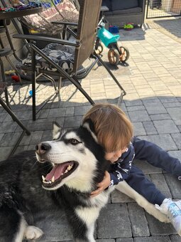 Sibírsky husky Fenka - 5