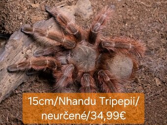 Sklípkani, Tarantule, Pavúky, Vtáčkare - 5