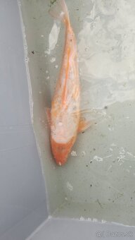 Predám Japonské butterfly koi kapre aj normálne - 5