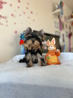 Yorkshire terrier, jork, jorksirsky terrier s PP - 5