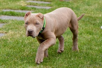 Šteniatka American Bully XL s pp na predaj - 5