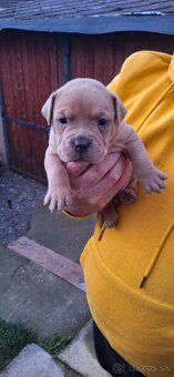American Bully - 5