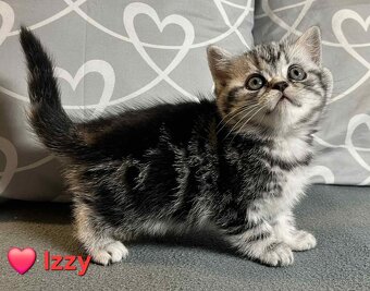 Britské whiskas mačiatka s PP - 5