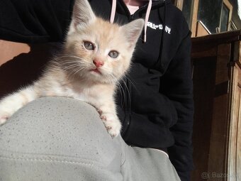 Perzské mačiatko - 5