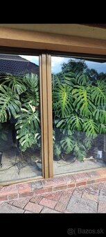 Monstera deliciosa - 5