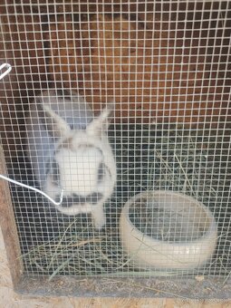 Zakrslé králiky. Chovný párik. - 5