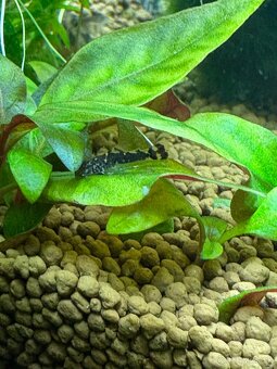 prisavnik-ancistrus - 5