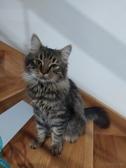Posledné voľné mačiatko dlhosrstej mačky - 5