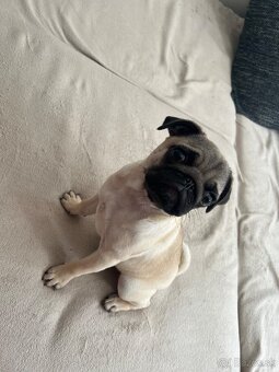 Mops - 5