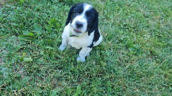 Anglický springerspaniel.. - 5
