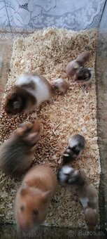 Sýrsky škrečok - 5