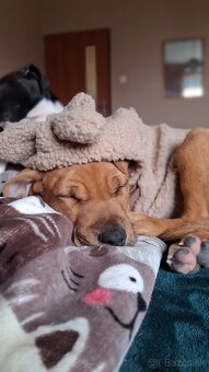 Predám šteniatko fenku - 5