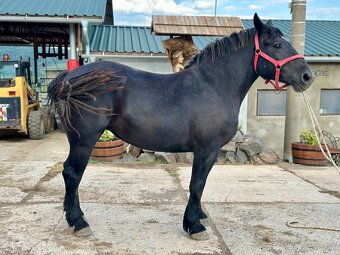 Predám kobylu - Percheron - 5