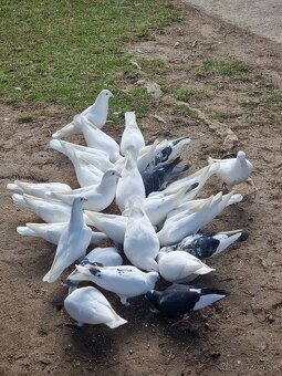 BIELE POŠTOVÉ HOLUBY - 5