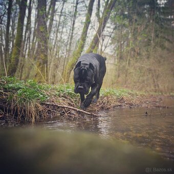 Cane Corso na krytie - 5