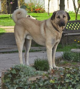 Kangal štěňata - rezervace - 5