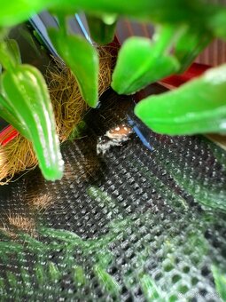 Phidippus regius / Skákavka kráľovská - 5