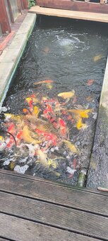 Japonske koi kapre - 5