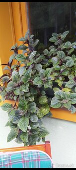 Plectranthus purpuratus - 5