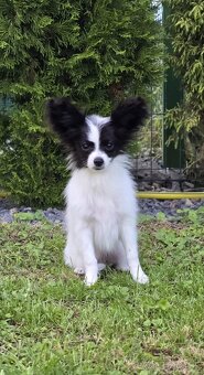 Papillon s rodokmeňom FCI - 5