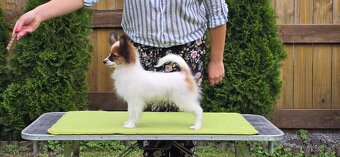 Papillon s rodokmeňom FCI - 5