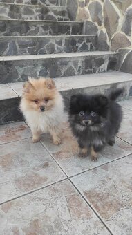 Pomeranian mini - 5