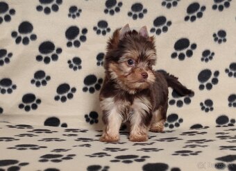 Choco,Čoko Yorkshire terrier - 5