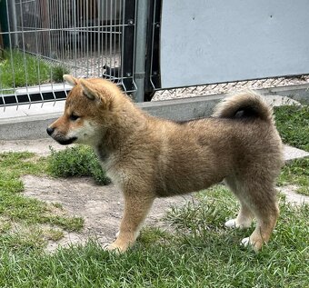 Shiba inu psýk s PP - 5