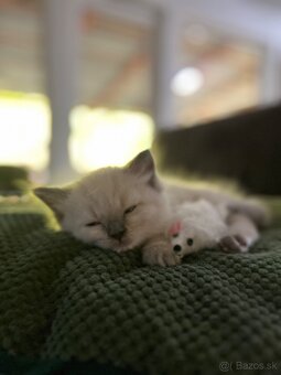 Ragdol, Ragdoll - 5