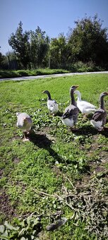 Predám husi na chov - 5