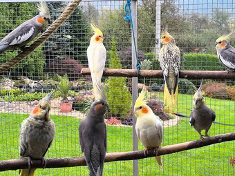 Predám korely výstavný typ - 5