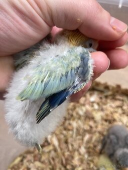 Rucne dokrmovane agapornisy fischer opalin tyrkys - 5