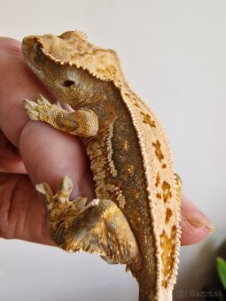 Rhacodactylus cilliatus - 5