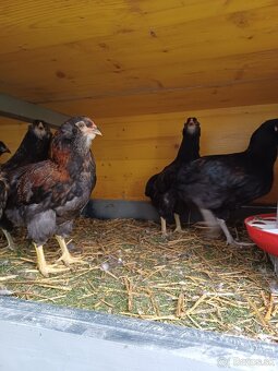 Araucana - 5