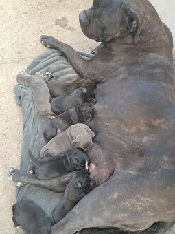 Cane Corso - 5