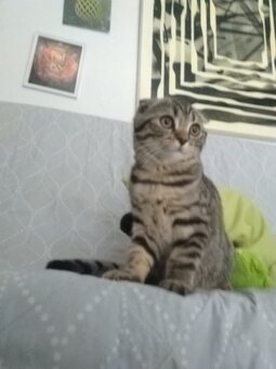 Škótska klapouchá - predám mačiatko - predám kocúrika - 5