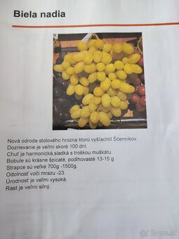 Predám sadenice viniča - 5
