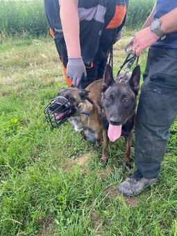Belgický ovčiak malinois - 5